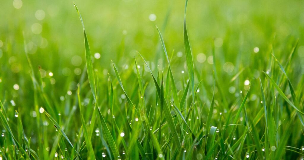 close up photo of a grass with sprinkled water