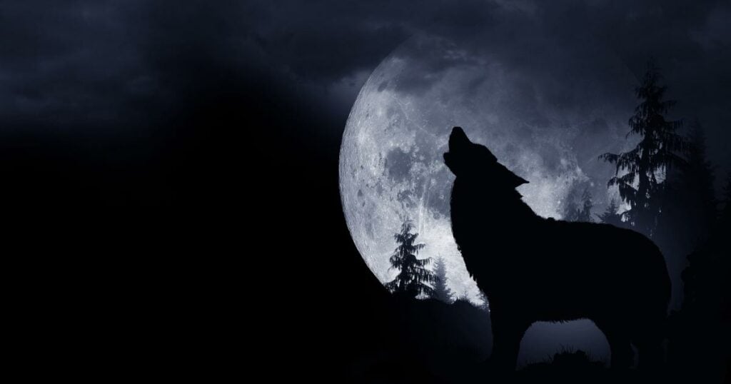 Wolf howling at night