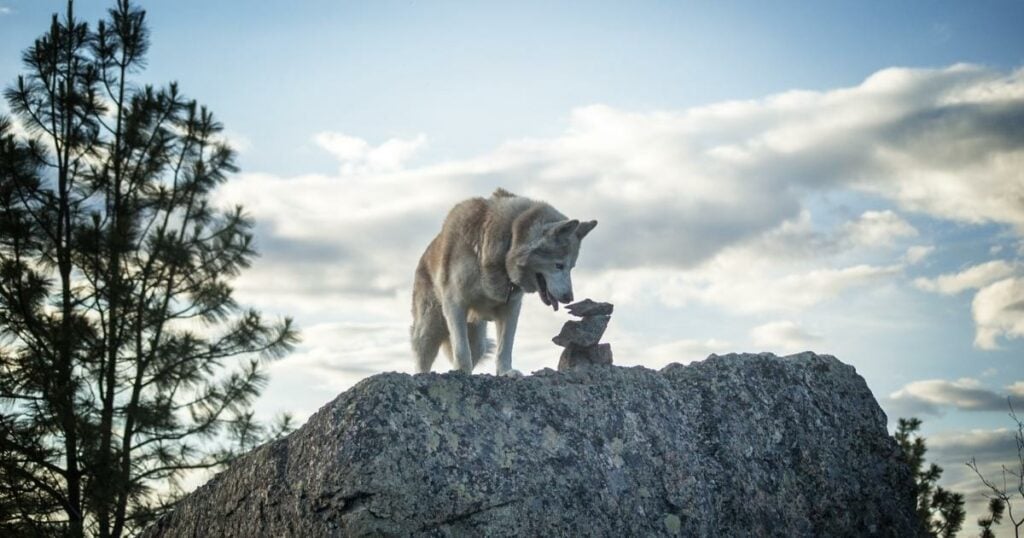 a wolf at the top of the rock