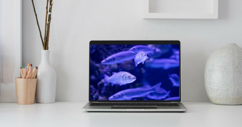 aquarium fish as desktop wallpaper