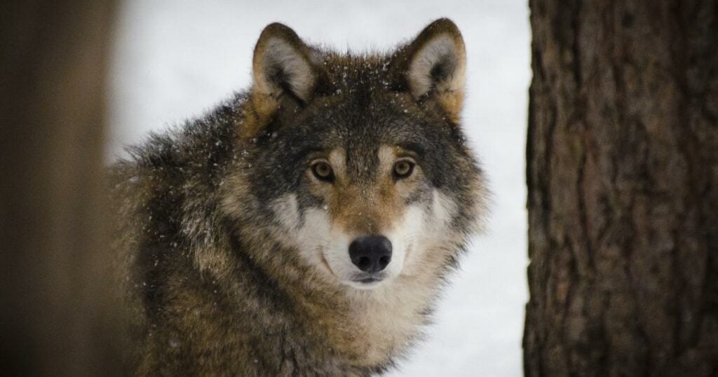 close up shot of a wolf in the snowing woods