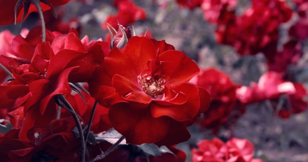 The Passionate Red color as seen in flowers around